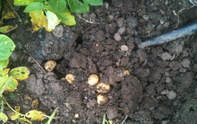 Photo of potatoes being harvested